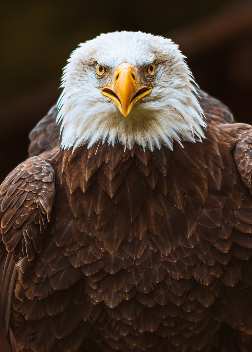 A majestic bald eagle stares intently forward.