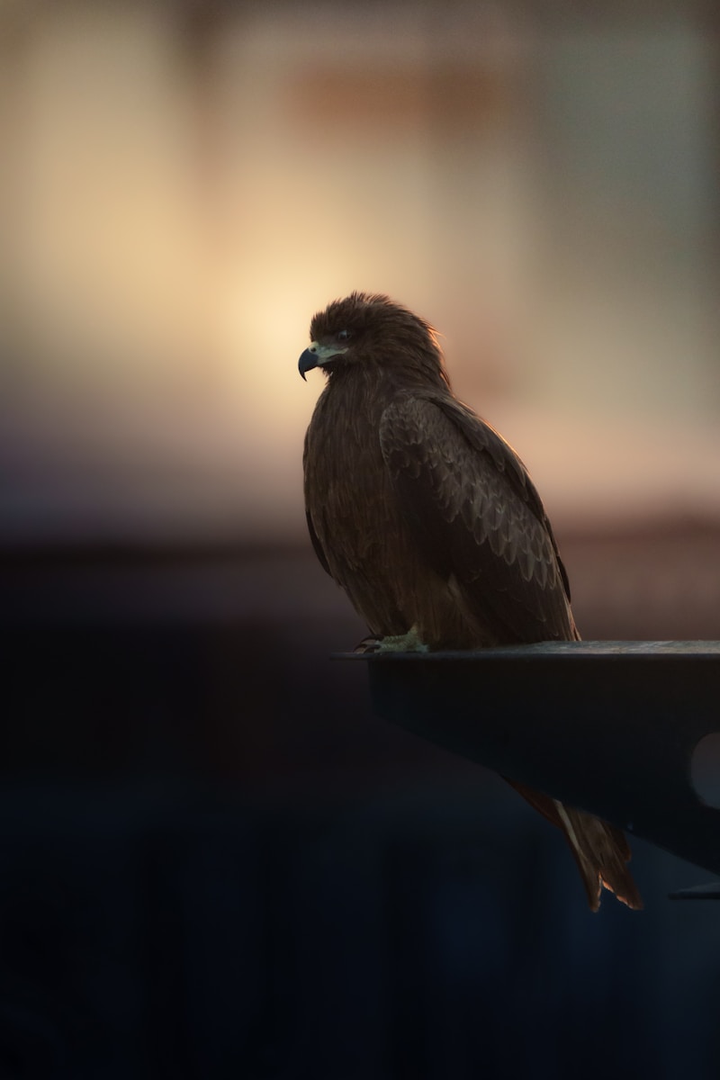 A brown hawk perched on a surface with blurred background.